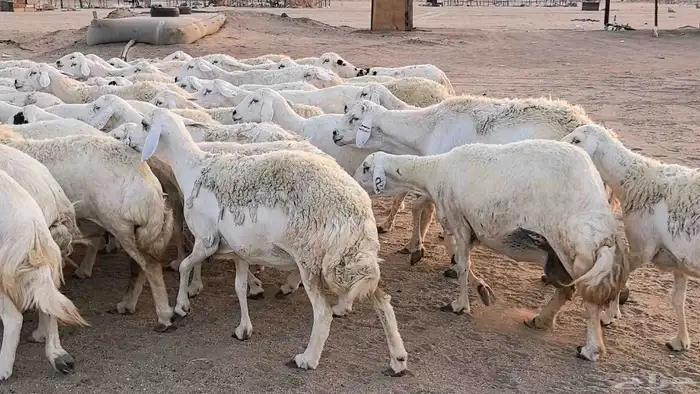 غنم حريات دفيع مراح واحد ضان مقاني جروم طيبه 49