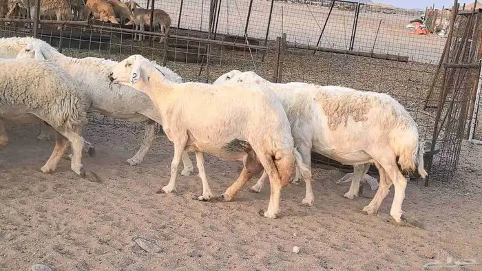 غنم حريات دفيع مراح واحد ضان مقاني جروم طيبه 27