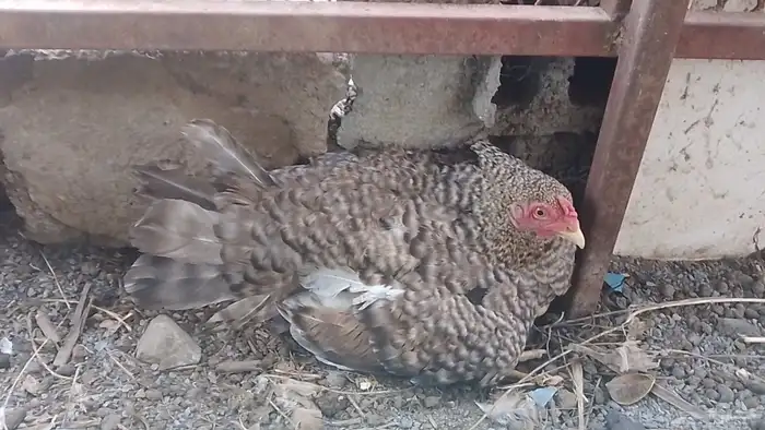 دجاج 0