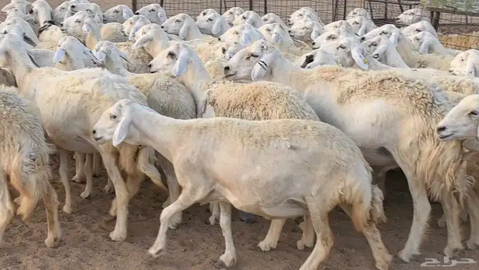 غنم حريات دفيع مراح واحد ضان مقاني جروم طيبه 46