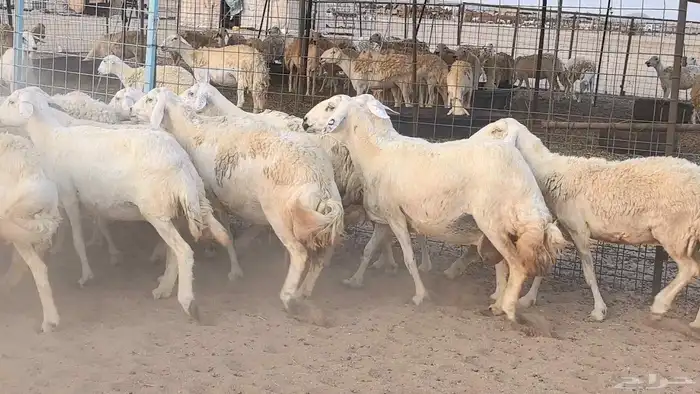 غنم حريات دفيع مراح واحد ضان مقاني جروم طيبه 43