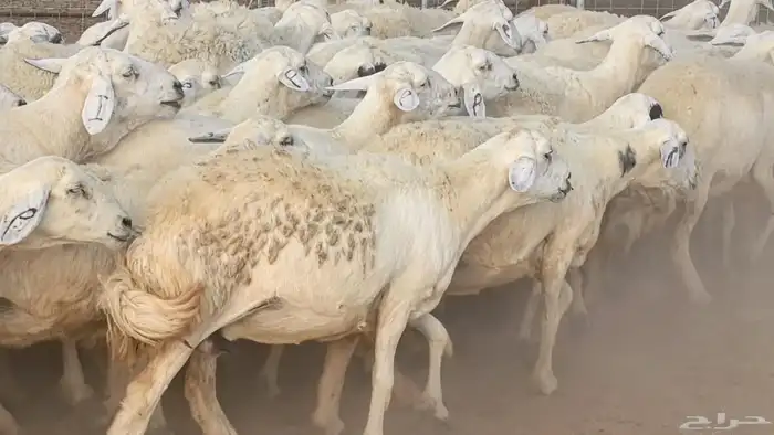 غنم حريات دفيع مراح واحد ضان مقاني جروم طيبه 16