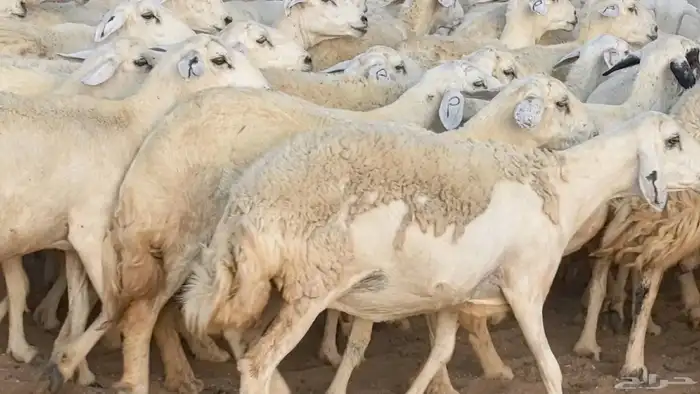 غنم حريات دفيع مراح واحد ضان مقاني جروم طيبه 15