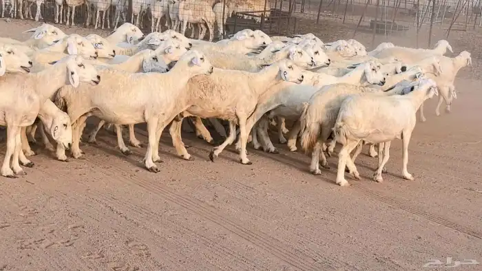 غنم حريات دفيع مراح واحد ضان مقاني جروم طيبه 7