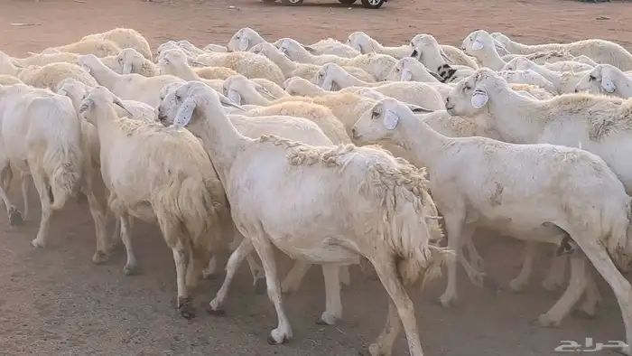 غنم حريات دفيع مراح واحد ضان مقاني جروم طيبه 47