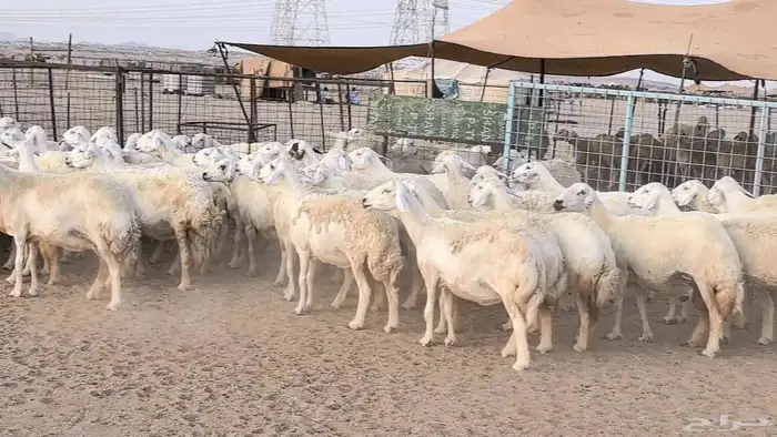 غنم حريات دفيع مراح واحد ضان مقاني جروم طيبه 18