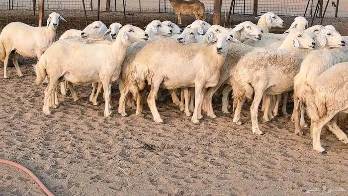 غنم حريات دفيع مراح واحد ضان مقاني جروم طيبه 11