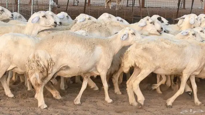 غنم حريات دفيع مراح واحد ضان مقاني جروم طيبه 20