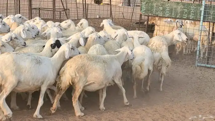 غنم حريات دفيع مراح واحد ضان مقاني جروم طيبه 13