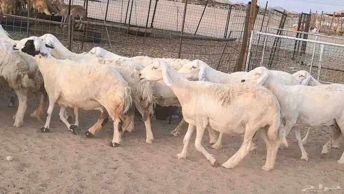 غنم حريات دفيع مراح واحد ضان مقاني جروم طيبه 1