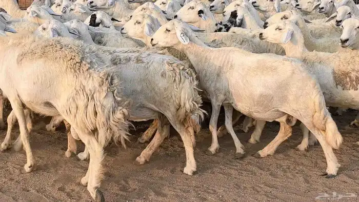 غنم حريات دفيع مراح واحد ضان مقاني جروم طيبه 9