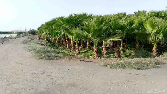 نخل واشنطن زينة 9