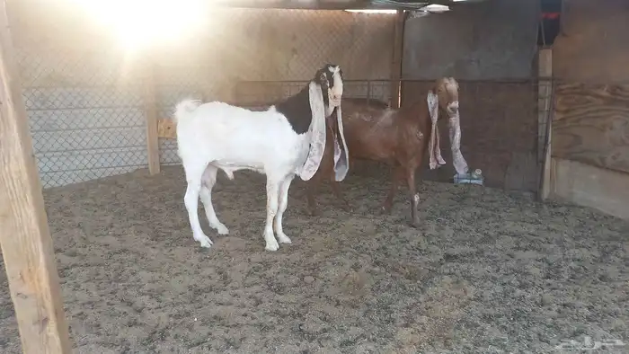 للبيع فحل خصم 3