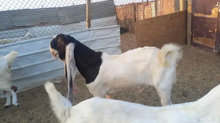 للبيع فحل خصم 4