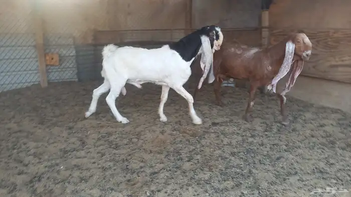 للبيع فحل خصم 2