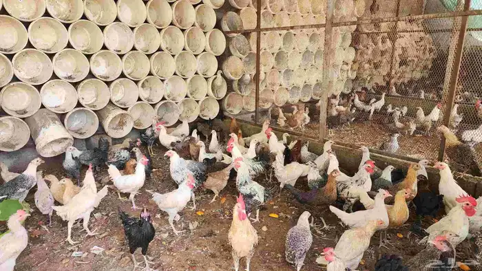 دجاج وديكه للبيع 4