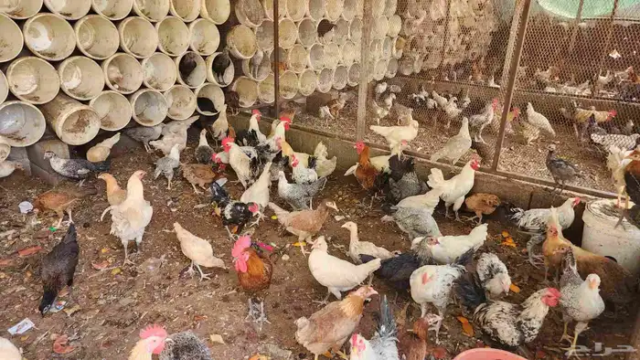 دجاج وديكه للبيع 0