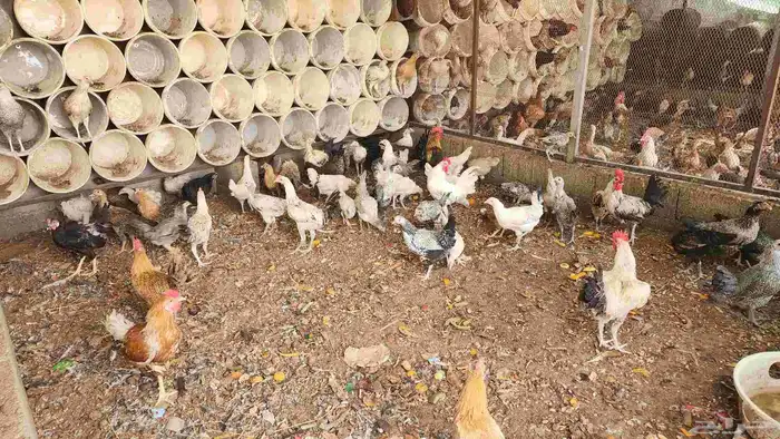 دجاج وديكه للبيع 3