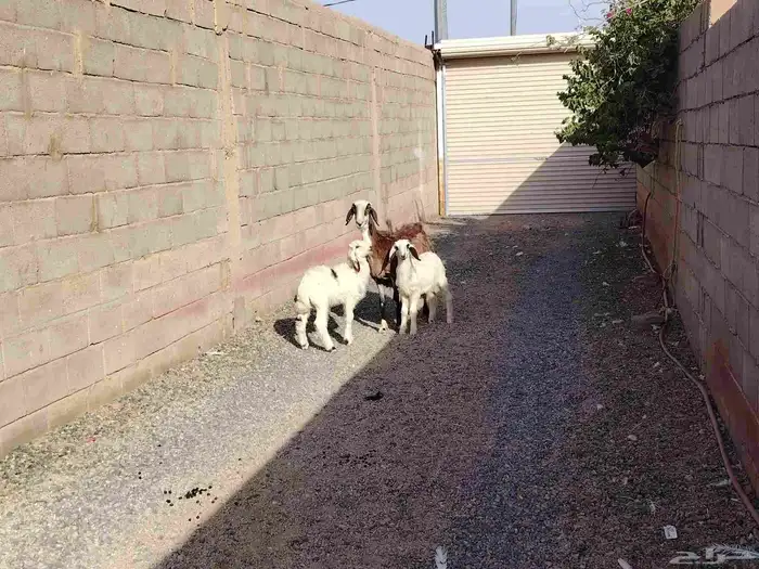 نجديه مشروكا السن توها سدس هدره توم خاروف ورخل 2