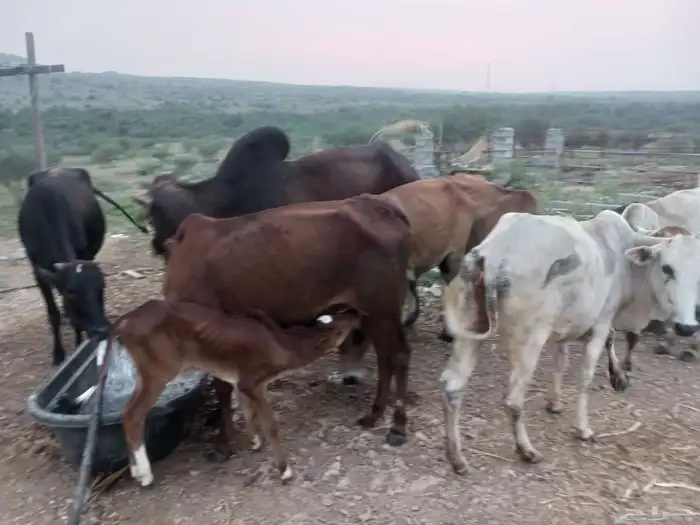 بقر مقاني للبيع 3