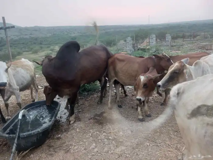 بقر مقاني للبيع 2