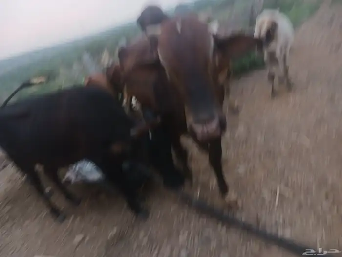 بقر مقاني للبيع 0