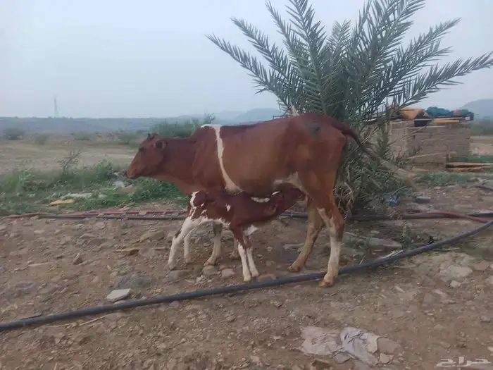 بقر مقاني للبيع 4