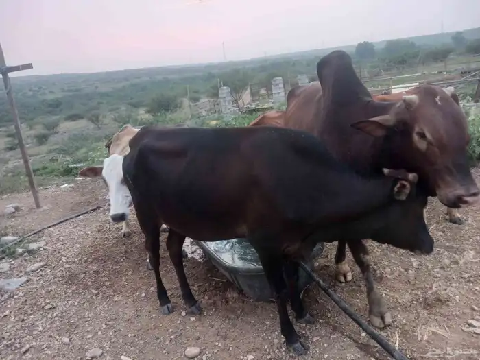 بقر مقاني للبيع 1