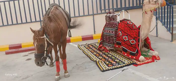 We have a camel for rent. Contact us on WhatsApp 1