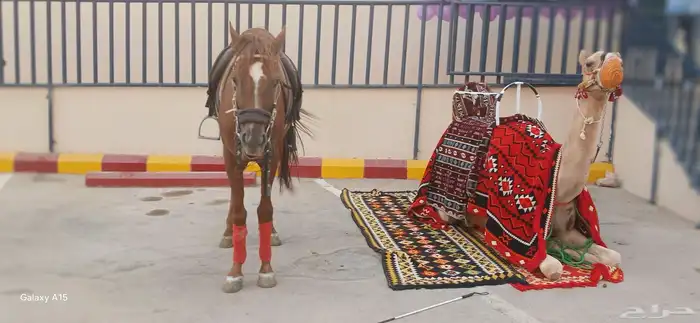 We have a camel for rent. Contact us on WhatsApp 0