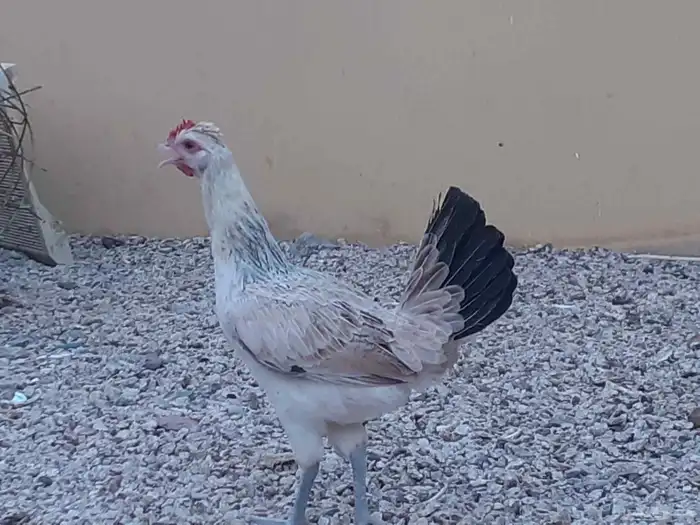 دجاجه دندراوي 0