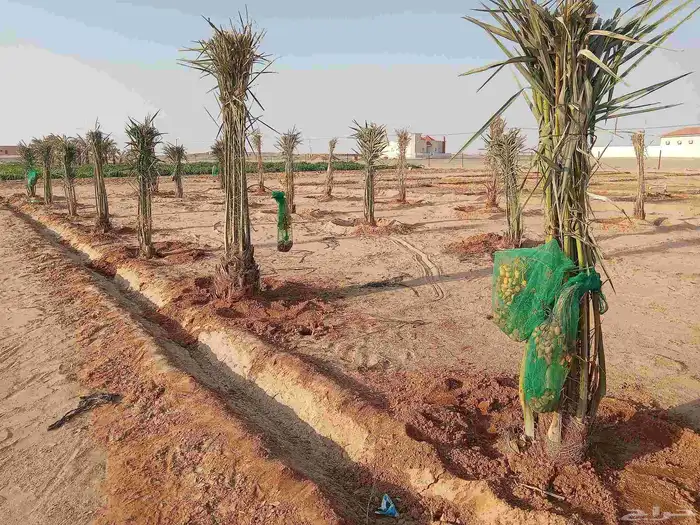 نخيل 9