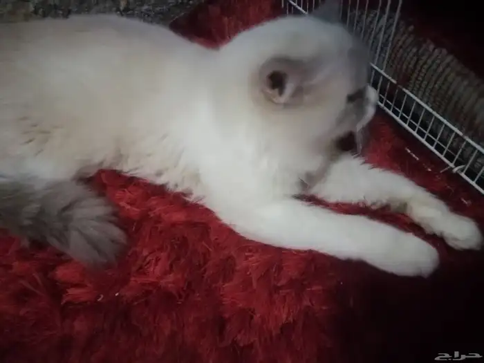 قطة شيرازي مع أطفالها 1