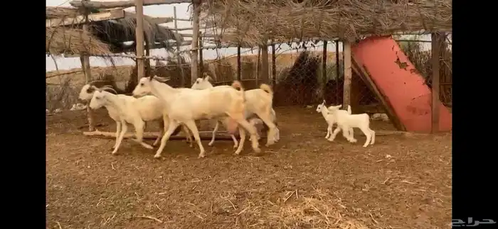 السلام عليكم ورحمة الله وبركاته 2
