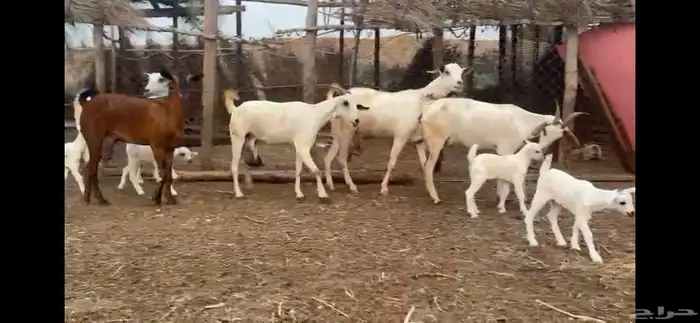 السلام عليكم ورحمة الله وبركاته 4