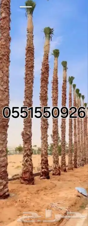 توريد النخيل البلدي والوشنطنيأ توصيل وتركيب 1