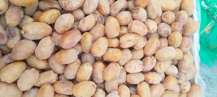 خلاص فاخر حبه كبير 2