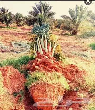 نخل مثمر نقايل وجثايث نخل واشنطني واشنطونيا إخلاص سكري صقعي 6