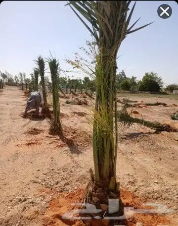 نخل مثمر نقايل وجثايث نخل واشنطني واشنطونيا إخلاص سكري صقعي 7