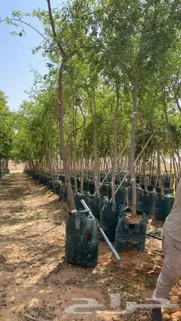 نحن نقوم بتوريد وتركيب جميع انوع النخيل الوشنطني والعربي وال 4