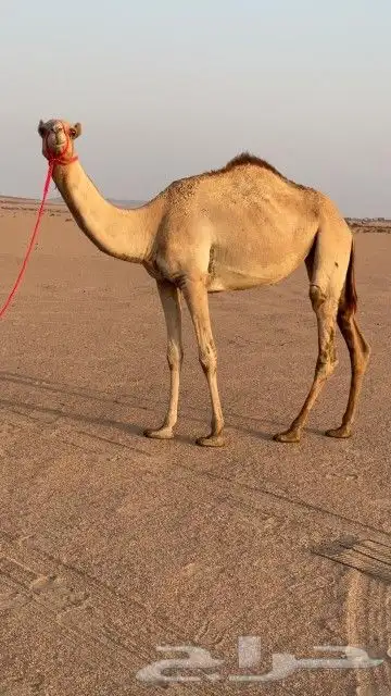 بكره سلالته فل 0