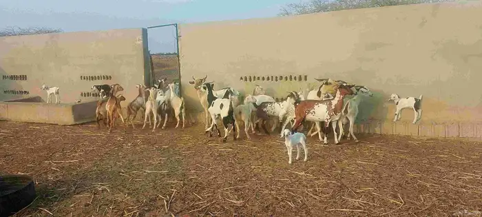 غنم مقاني وشح ومرخ العدد20 1