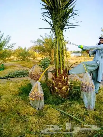 نخل مثمر نقايل وجثايث نخل واشنطني واشنطونيا إخلاص سكري صقعي 5