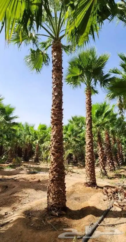 نخيل.اكاسيا.للبيع 3