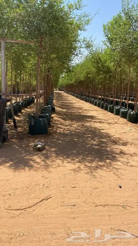نحن نقوم بتوريد وتركيب جميع انوع النخيل الوشنطني والعربي وال 5