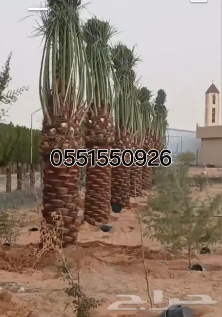 توريد النخيل البلدي والوشنطنيأ توصيل وتركيب 0