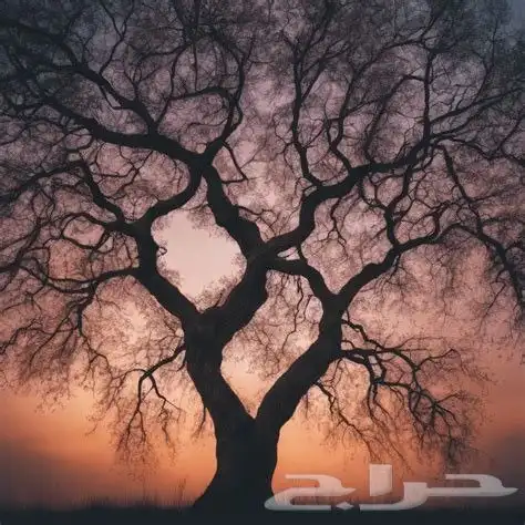 لوحات كانفس قماش 1