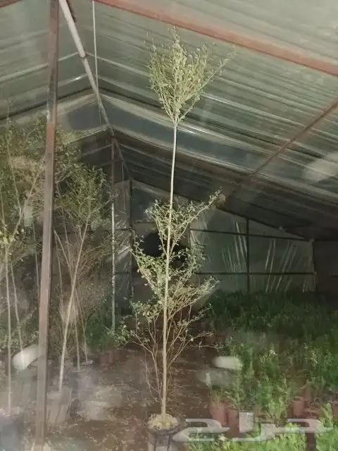 نحن نقوم بتوريد وتركيب جميع انوع النخيل الوشنطني والعربي وال 3