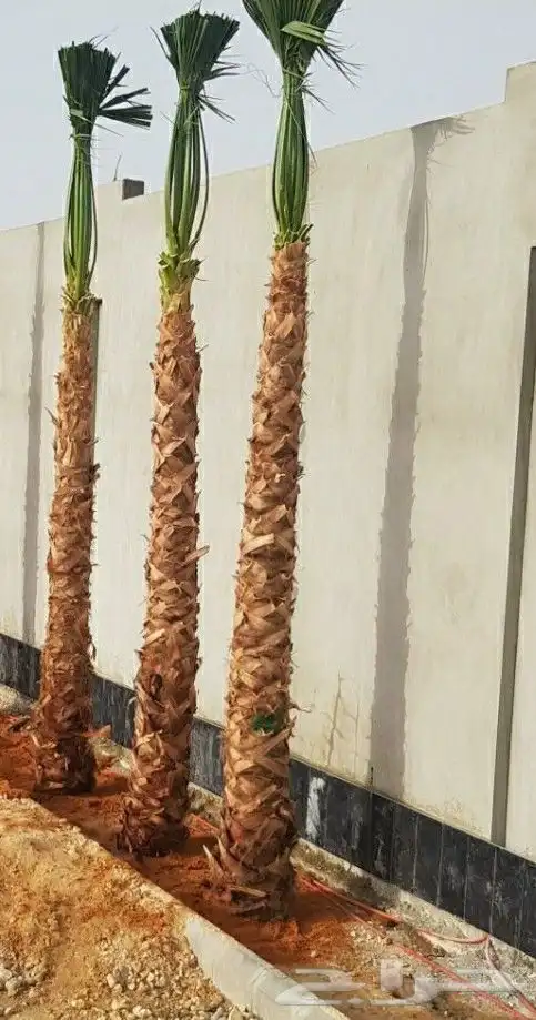 نخيل.واشنطنياء.للبيع 4