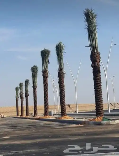 مقول نخل وشبوك مزارعه مستودعات 9